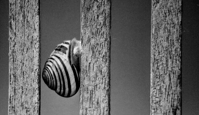 escargot hypnose